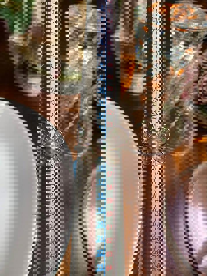 Natural Akoya pearl Butterfly ring in s925 adjustable size