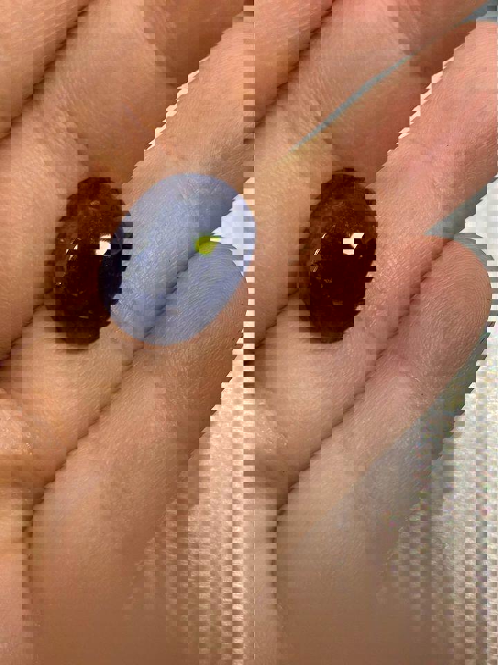 High-Quality Natural Sapphire Gemstone - Deep Blue Oval Cut 12ct!